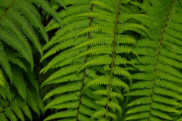 Assurance chien: comprendre son fonctionnement