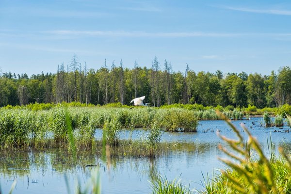 Comment sensibiliser ses enfants aux enjeux de la biodiversité ?